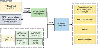 Prediction of Two Molecular Subtypes of Gastric Cancer Based on Immune Signature